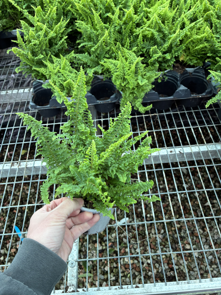 Nephrolepis Exaltata ‘Fluffy Ruffles’ (Fluffy Ruffles Boston Fern)