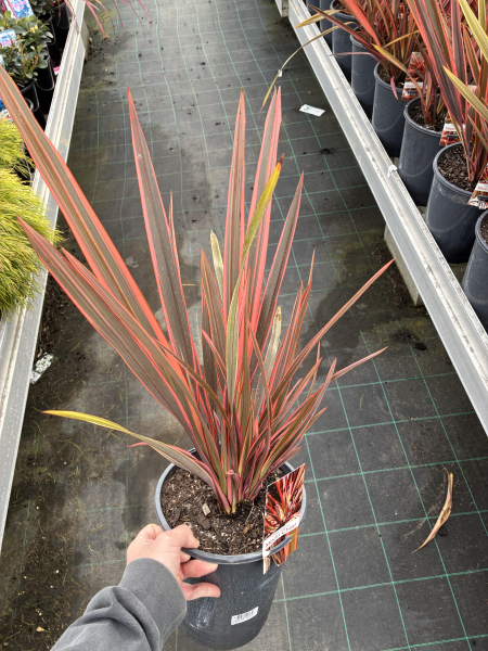 Phormium Tenax ‘Maori Chieftain’ (Maori Chieftain New Zealand Flax)