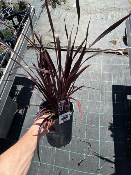 Phormium Tenax ‘Wildwood’ (Wildwood New Zealand Flax)