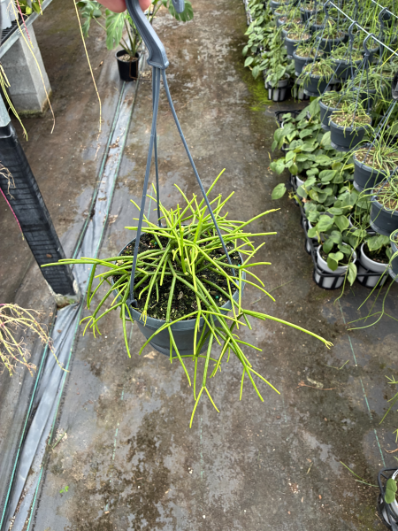 Rhipsalis teres (Mistletoe Cactus)