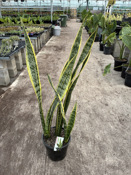 Sansevieria Trifasciata 'Laurentii' (Laurentii / Snake Plant)