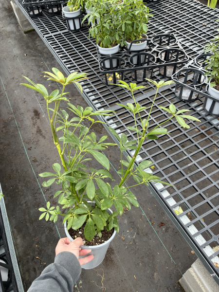 Schefflera Arboricola (Dwarf Umbrella Plant)