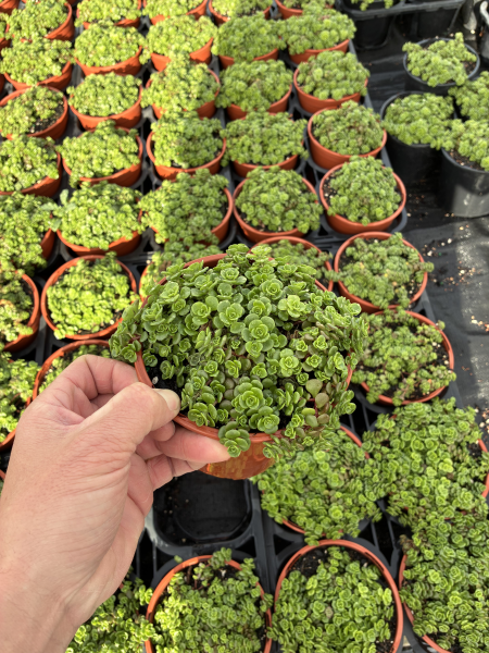 Sedum ‘Green Mound’ (Stone Crop)