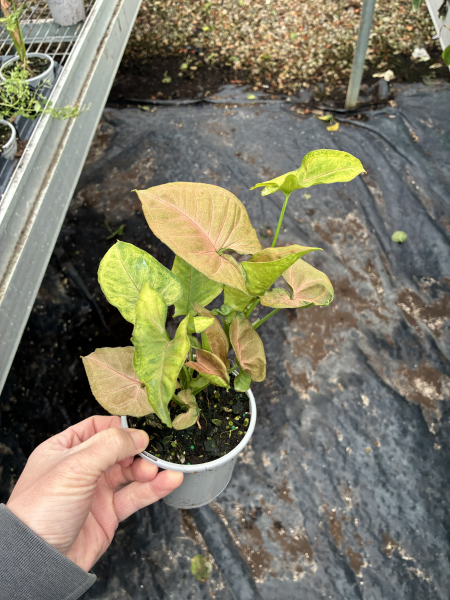 Syngonium Podophyllum ‘Pink Margarita’ (Pink Margarita Arrowhead Plant)