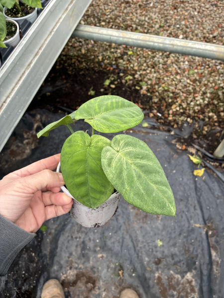 Syngonium Macrophyllum 'Frosted Heart'