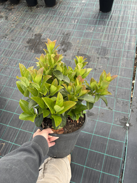Viburnum odoratissimum ‘VOC1’ DENSE FENCE™ (Sweet Viburnum Dense Fence)