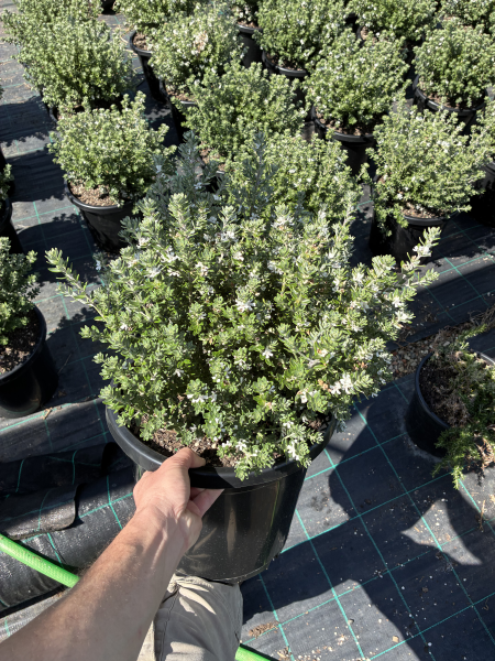Westringia Fruticosa 'WES04' Grey Box™
