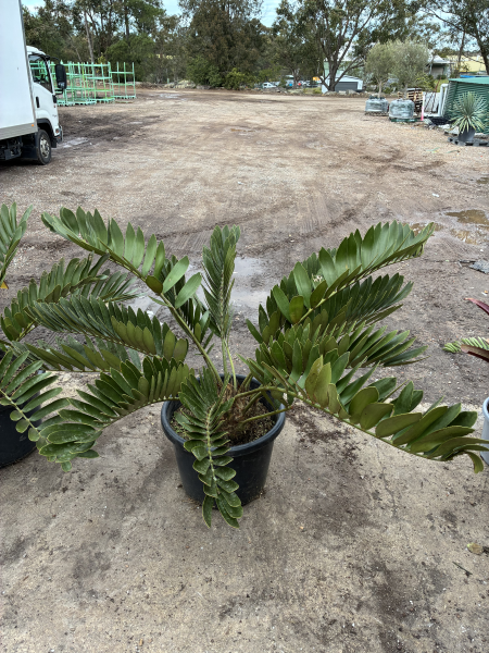 Zamia Furfuracea (Cardboard Palm)