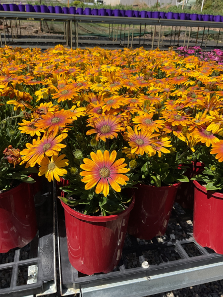Osteospermum Pop Eye Sunrise