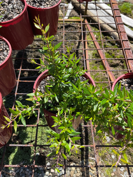 Grevillea Juniperina ‘New Blood’ (New Blood Grevillea)