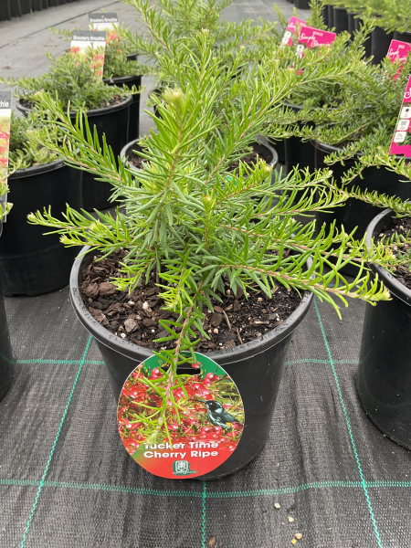 Grevillea ‘Cherry Ripe’ (Grevillea)