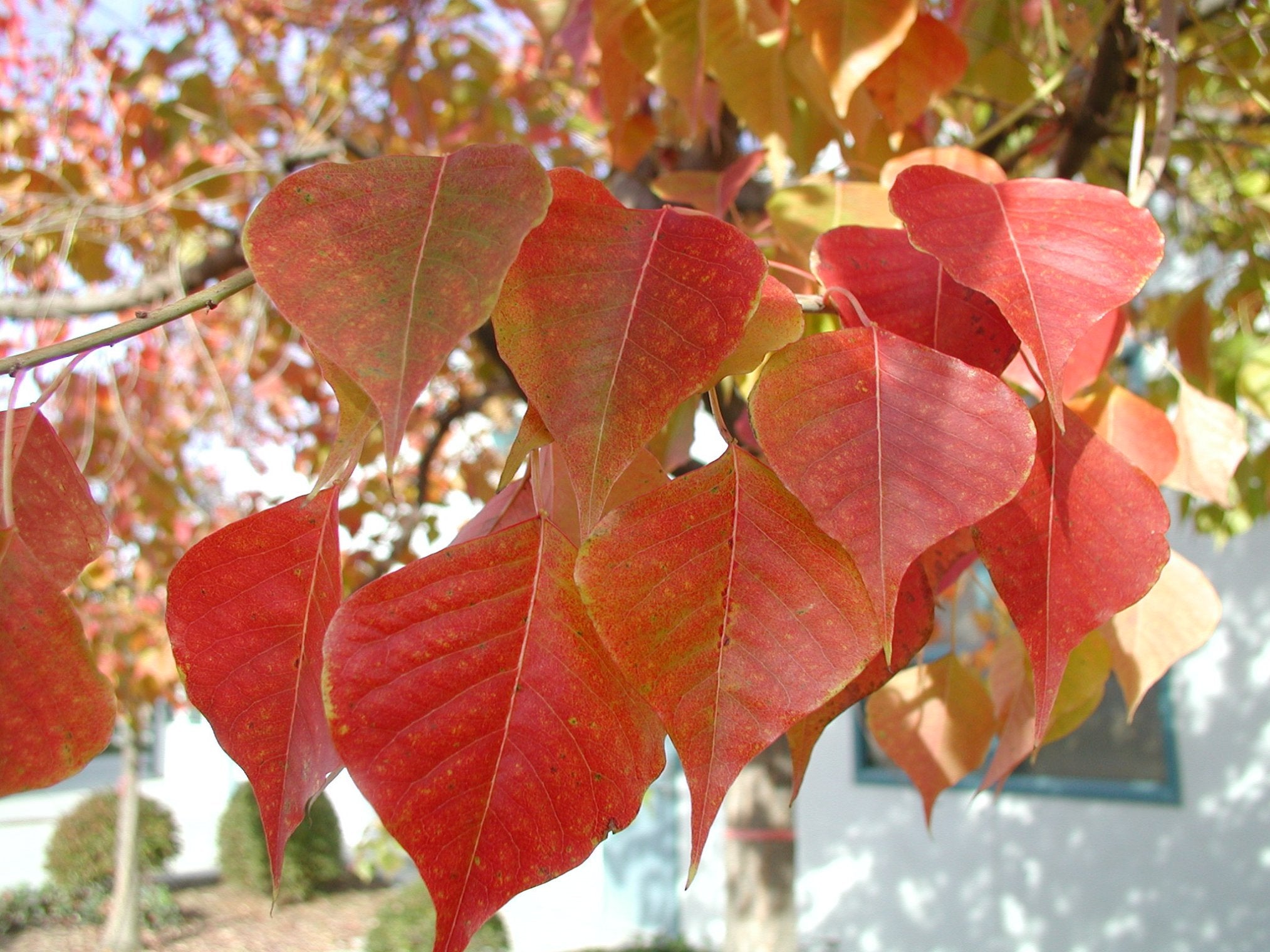 Triadica Sebifera (Chinese Tallow Tree) (#017)