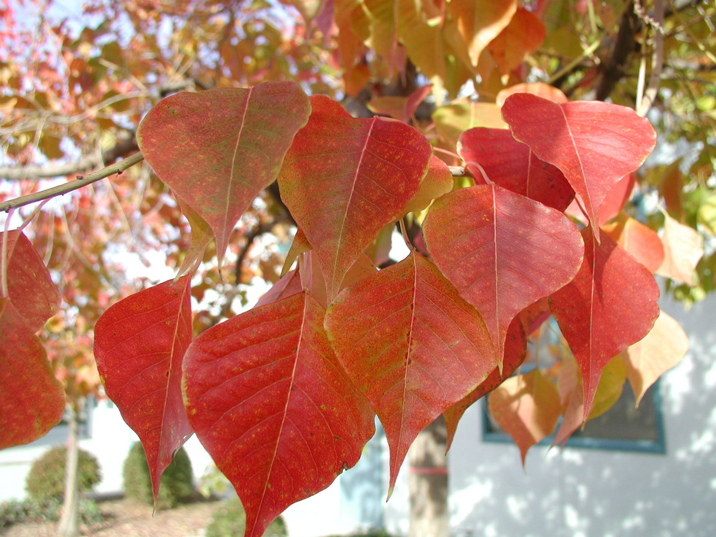 Triadica Sebifera (Chinese Tallow Tree) (#017)