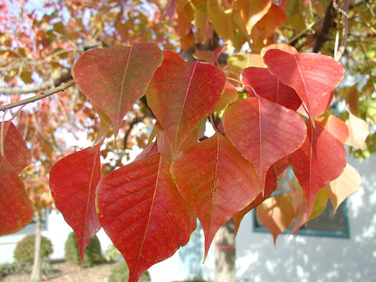 Triadica Sebifera (Chinese Tallow Tree) (#017)