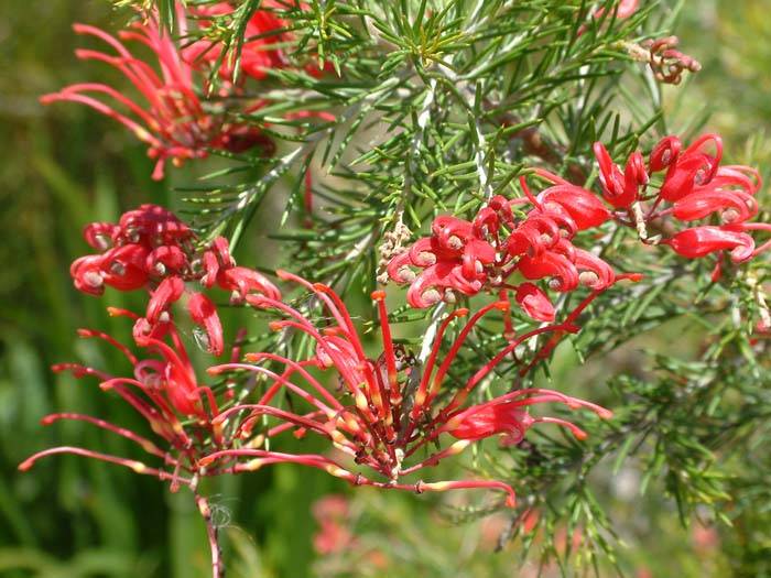 Grevillea Rosmarinifolia (Rosemary Grevillea)