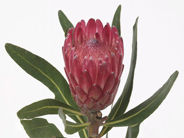 Protea ‘Lancelot’ – Red Protea