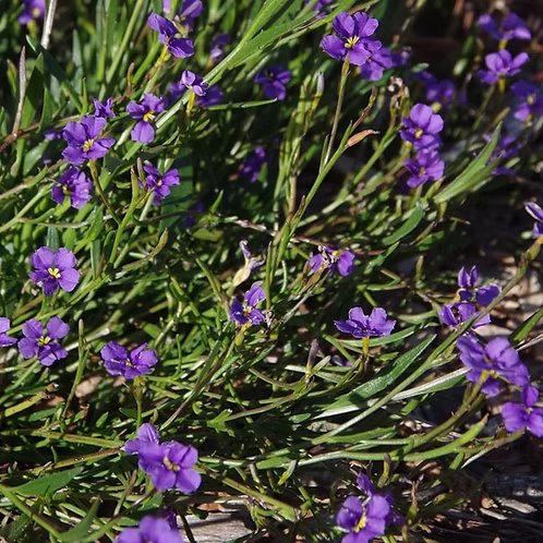 Dampiera trigona