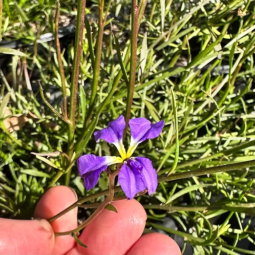 Dampiera trigona