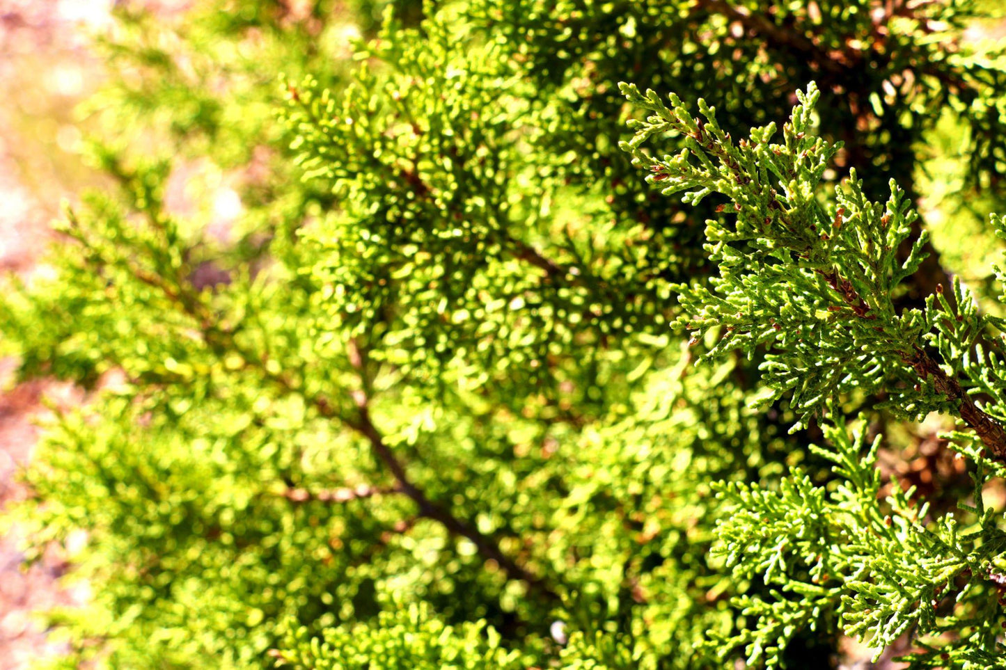Sequoiadendron Giganteum (Giant Sequoia)
