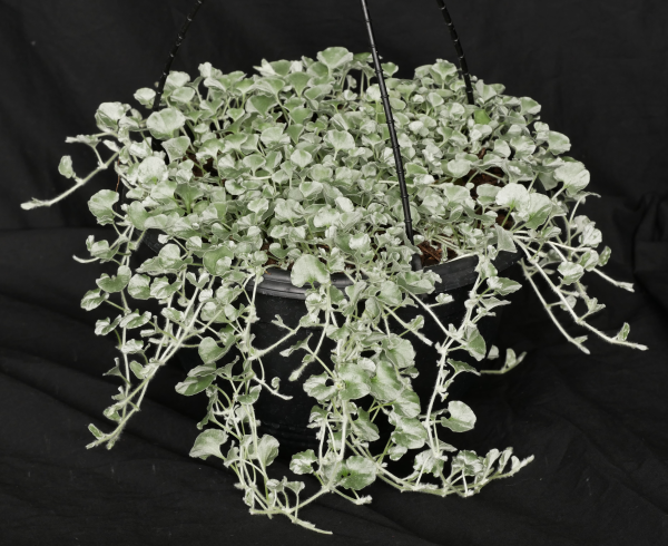 Dichondra Argentea (Silver Falls)