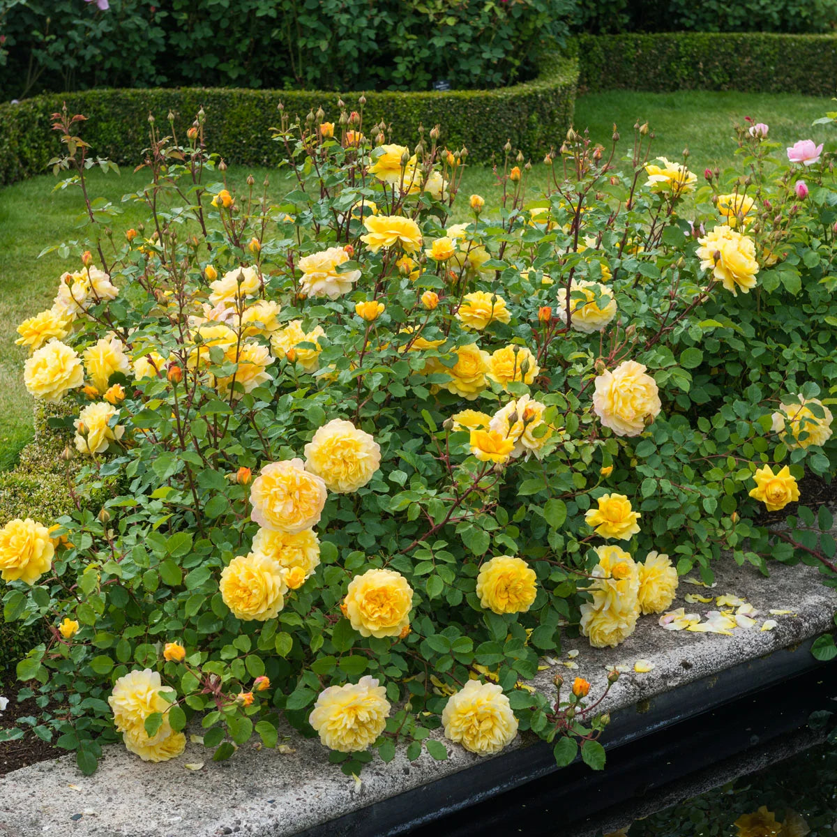 Rosa 'The Poet's Wife' (The Poet's Wife Rose)