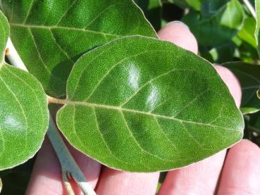Elaeagnus umbellata var. rotundifolia (Elaeagnus rotundifolia)