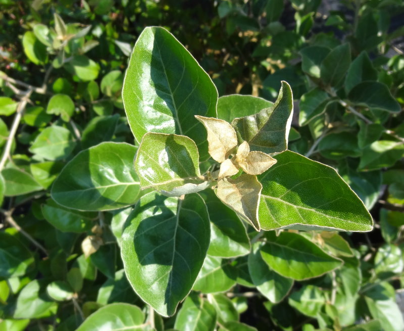 Elaeagnus umbellata var. rotundifolia (Elaeagnus rotundifolia)