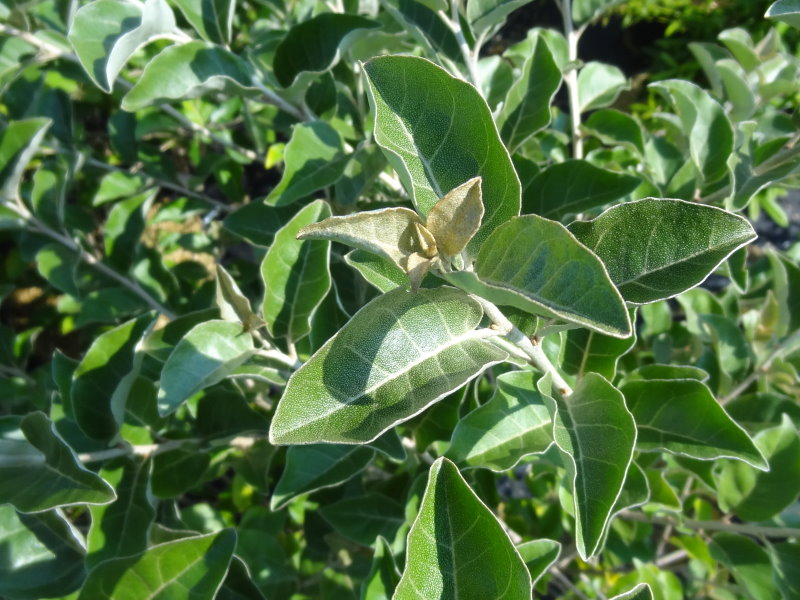 Elaeagnus umbellata var. rotundifolia (Elaeagnus rotundifolia)