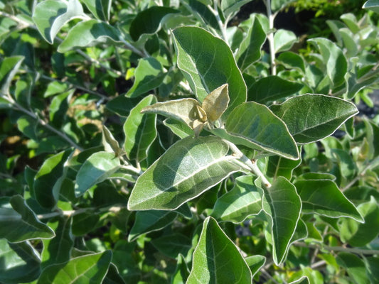 Elaeagnus umbellata var. rotundifolia (Elaeagnus rotundifolia)