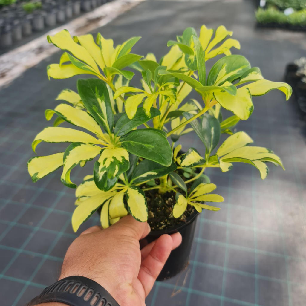 Schefflera arboricola 'Madame De Smet' (Madame De Smet Schefflera)