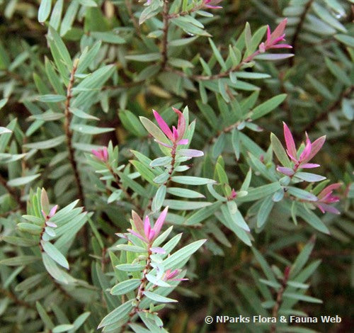 Melaleuca linariifolia ‘Claret Tops’ (Claret Tops Honey Myrtle)