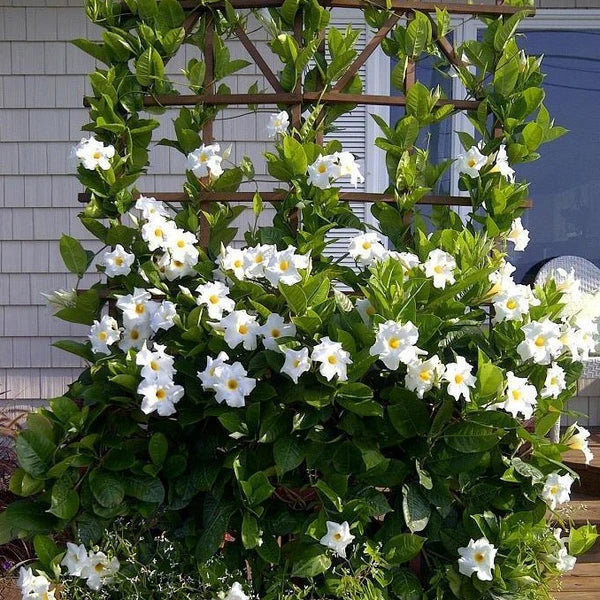 Mandevilla 'Aloha Bright White' (Mandevilla)