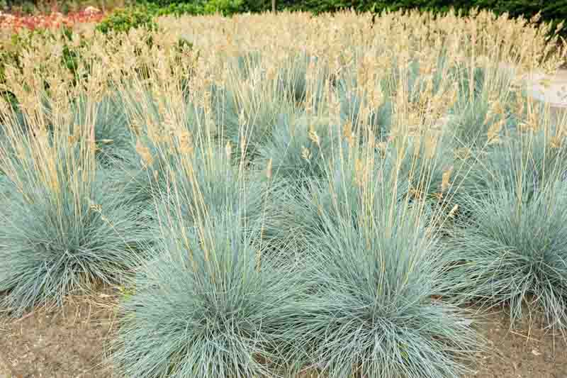 Festuca glauca ‘Elijah Blue’ (Blue Fescue)