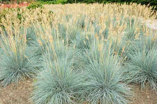 Festuca glauca ‘Elijah Blue’ (Blue Fescue)