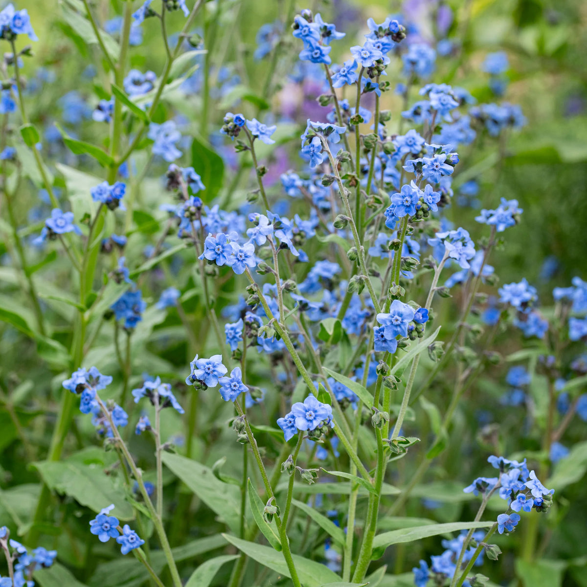 Cynoglossum amabile (Chinese Forget-Me-Not)