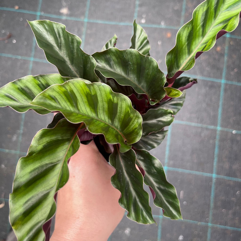 Goeppertia (Calathea) ‘Velvet Glory’