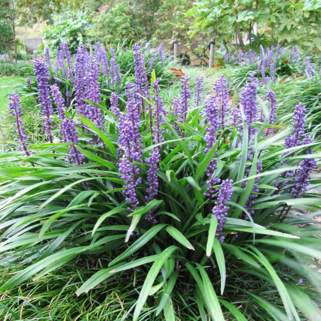 Liriope Muscari (Lily Turf)