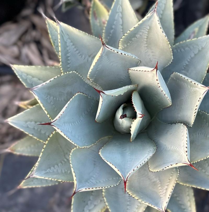 Agave Pygmaea (Dragon Toes Agave)