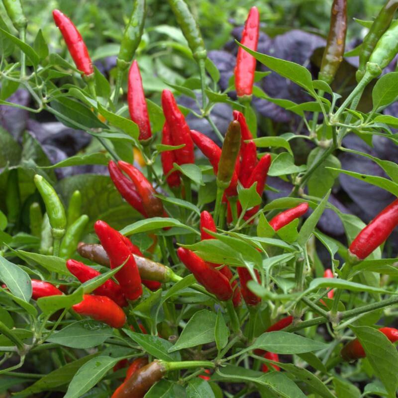 Capsicum annuum 'Birdseye Thai' (Birdseye Thai Chilli)