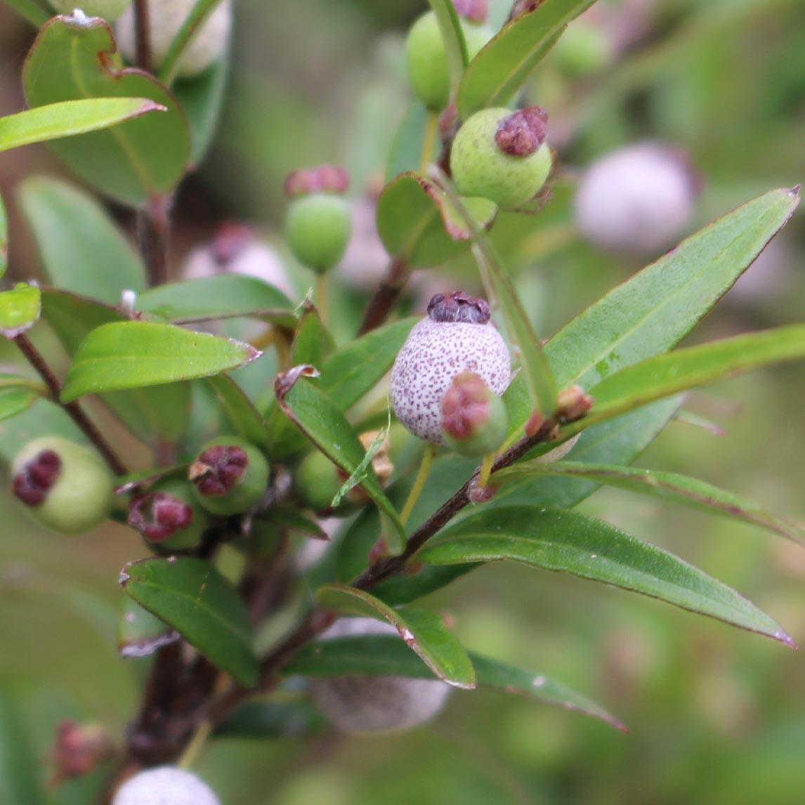 Austromyrtus Dulcis (Midyim Berry)