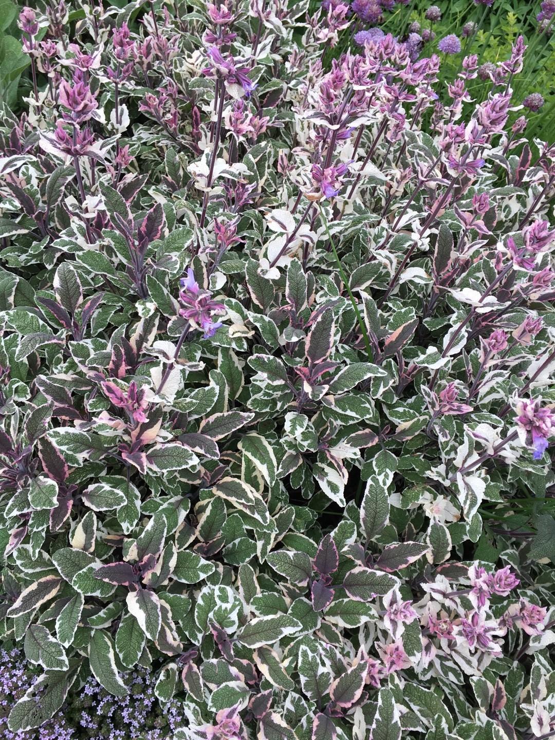Salvia Officinalis (Sage Tricolour)