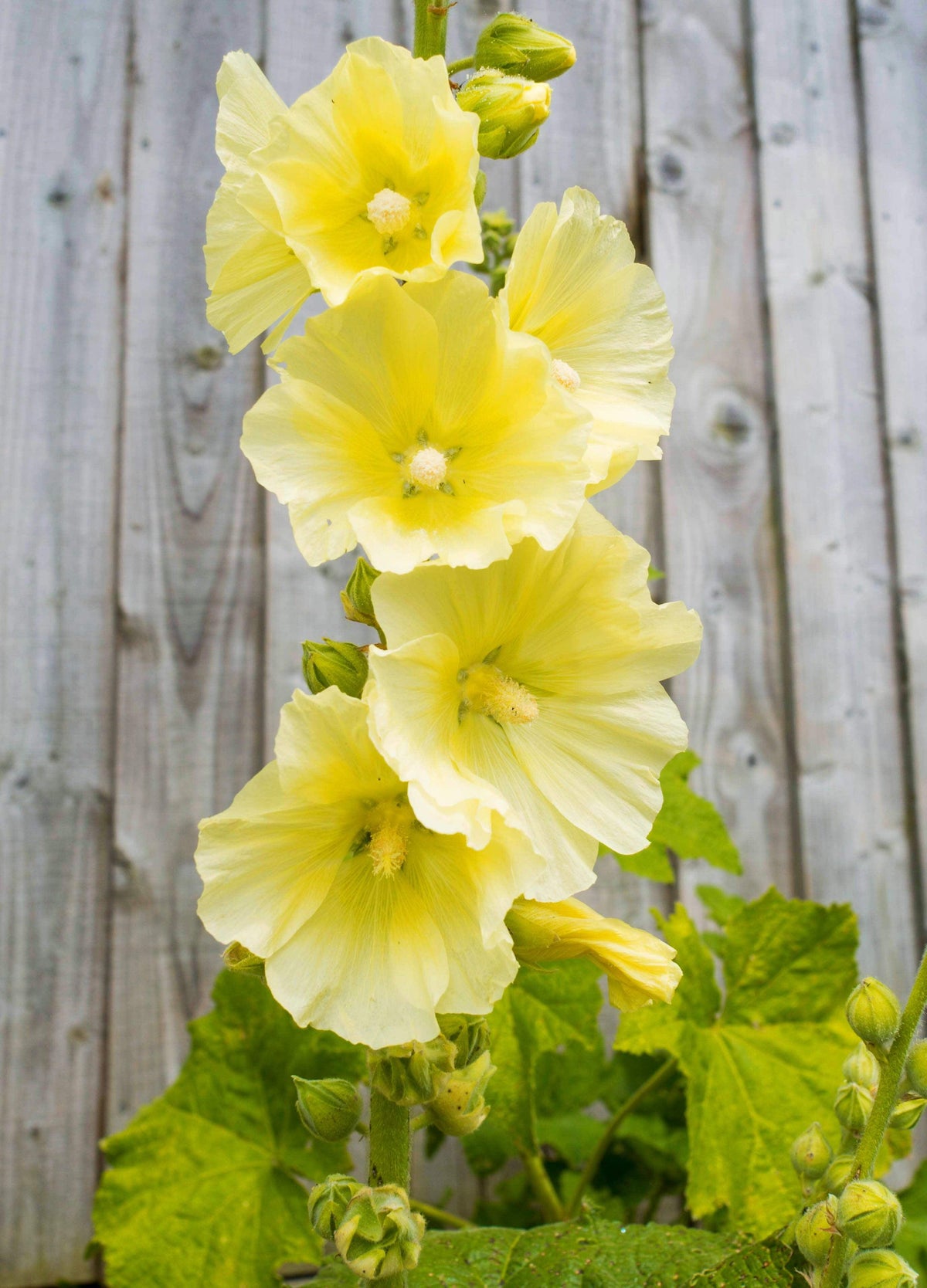 Alcea Rosea Annua 'Spring Lemon' (Hollyhock Spring Lemon)