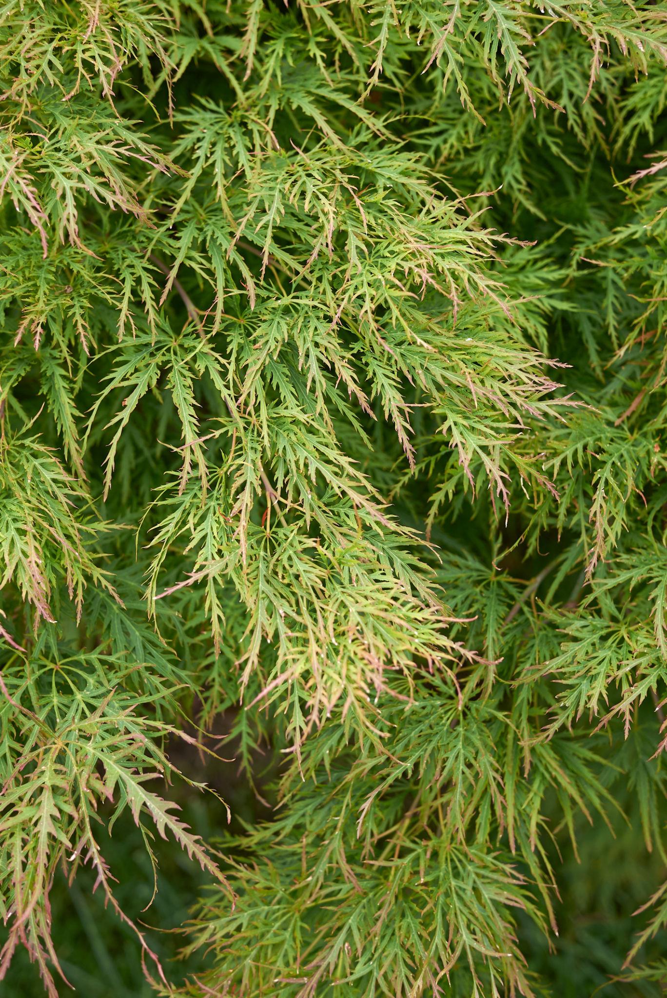Acer Palmatum Dissectum (Green Japanese Maple)