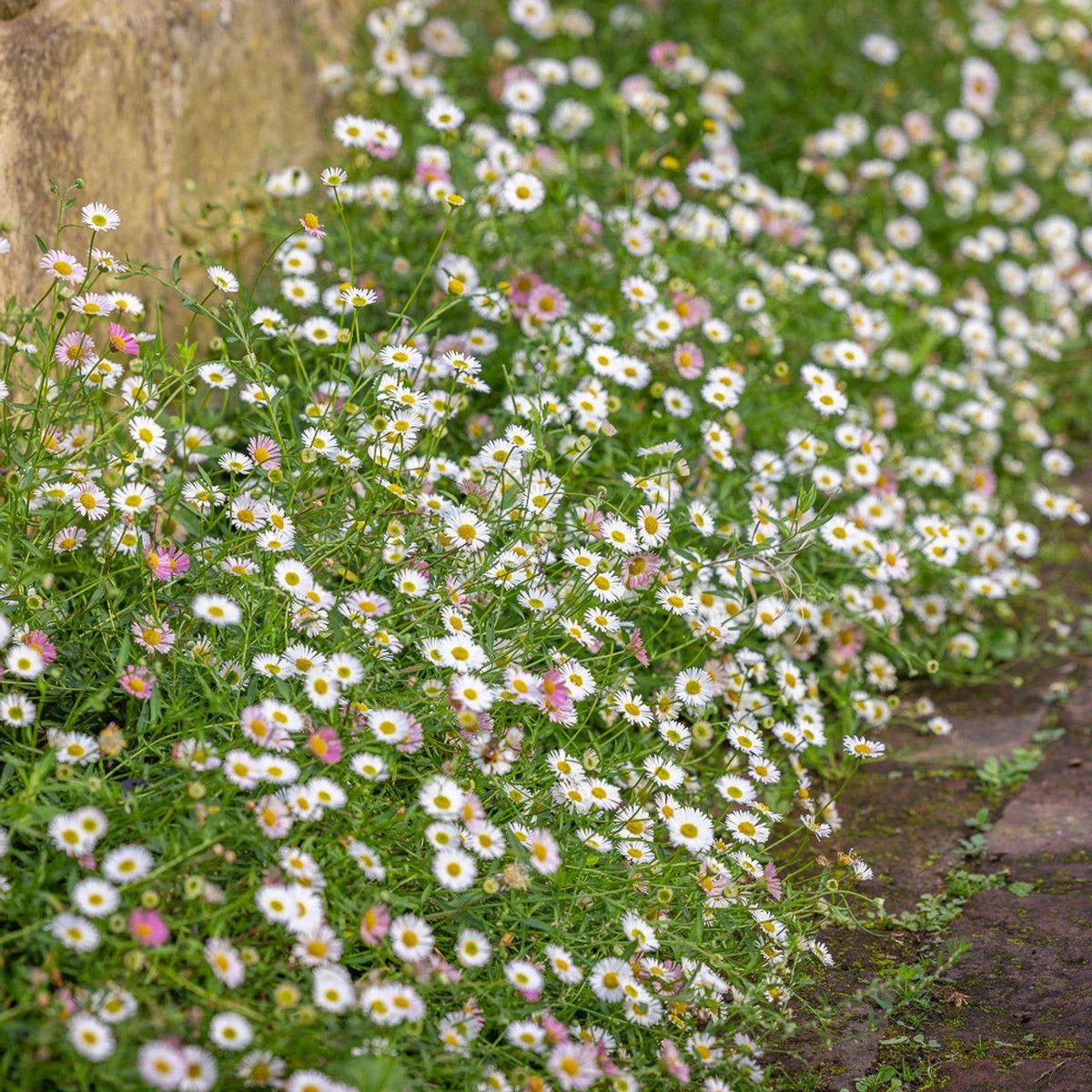 Erigeron Karvinskianus ‘Profusion’ (Profusion Mexican Fleabane)