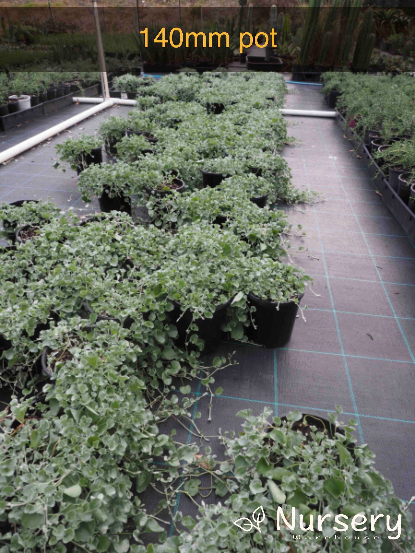 Dichondra Argentea (Silver Falls)