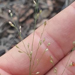 Panicum simile (Two Colour Panic)
