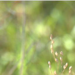 Panicum simile (Two Colour Panic)