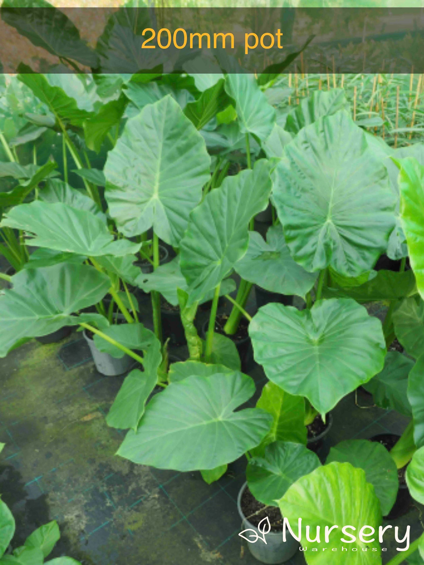 Alocasia Macrorrhizos (Giant Taro / Giant Elephant Ear)