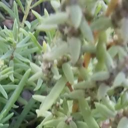 Suaeda australis (Austral Seablite)