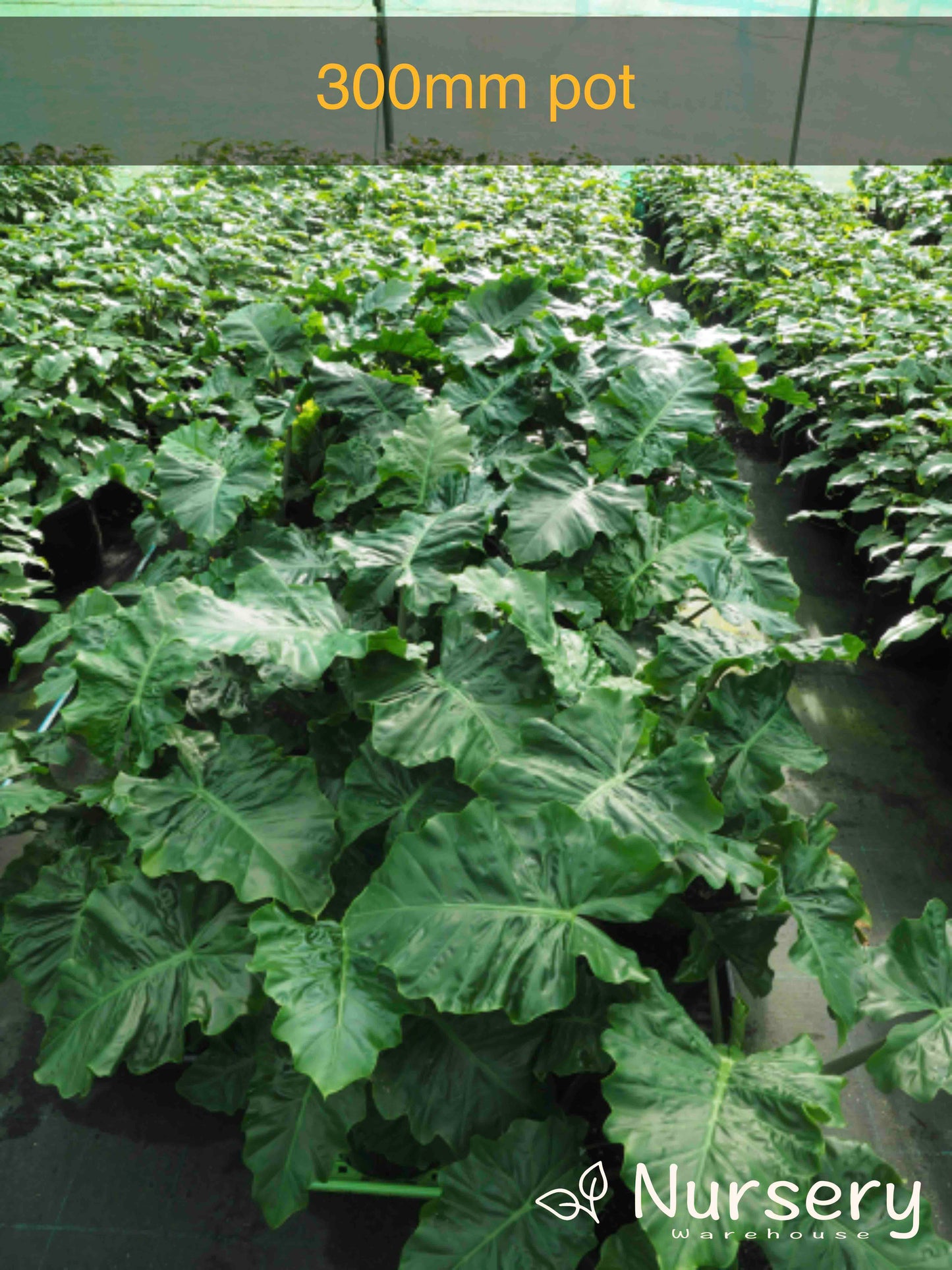 Alocasia 'Low Rider' (Low Rider Alocasia)